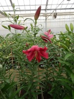 [4159 Fujian Mak No101.JPG]